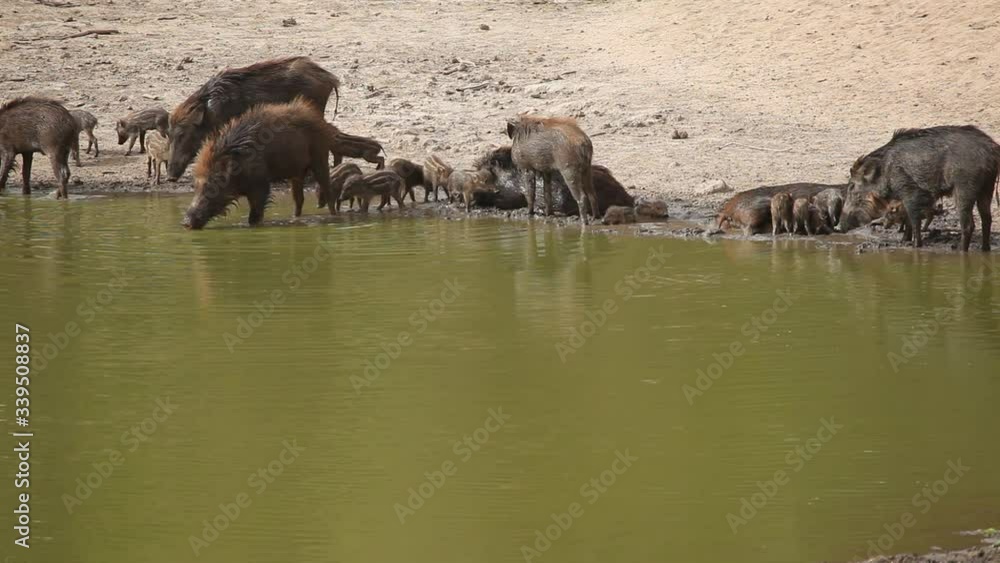 Close Shot of Wild boars and piglets at a water hole in jungle during summer to satisfy their thirst and cool off in Bandhavgarh India piglets jumping Close Shot of Wild boars and piglets at a water hole in jungle during summer to satisfy their thirst and cool off in Bandhavgarh India piglets jumping