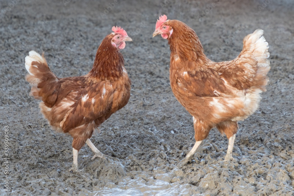 Fototapeta premium Two brown chickens looking at each other at poultry farm. Rural agriculture scene with free happy hens outdoor. Ecological animal farming and self sufficiency by sustainable fowl livestock