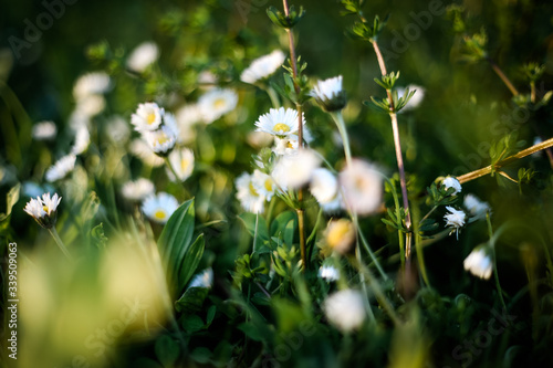 Фотография Blooming Daisies in the meadow