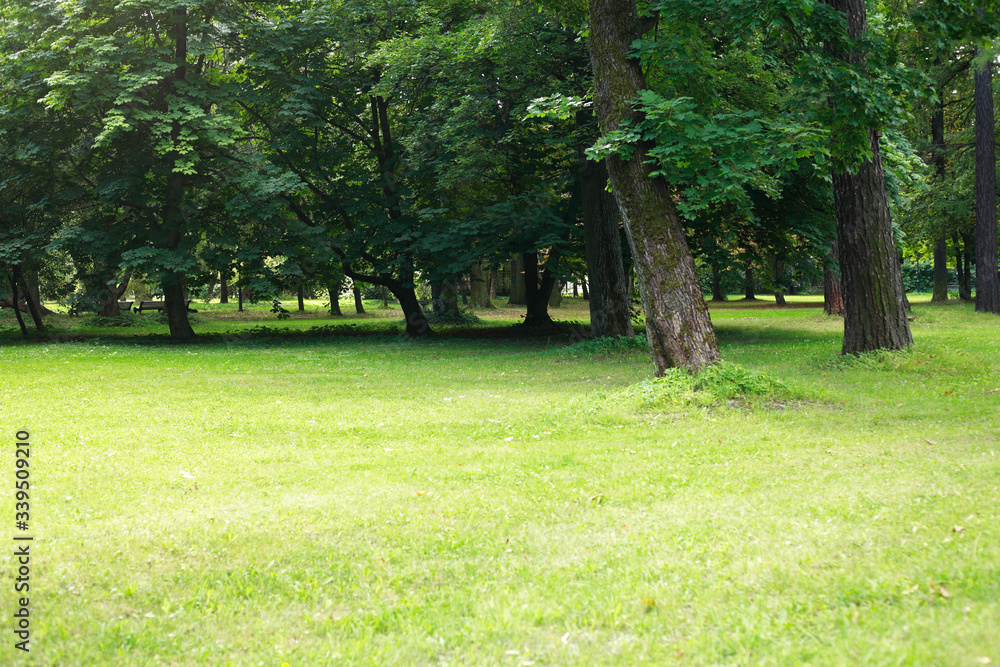 Obraz premium Summer Park Background