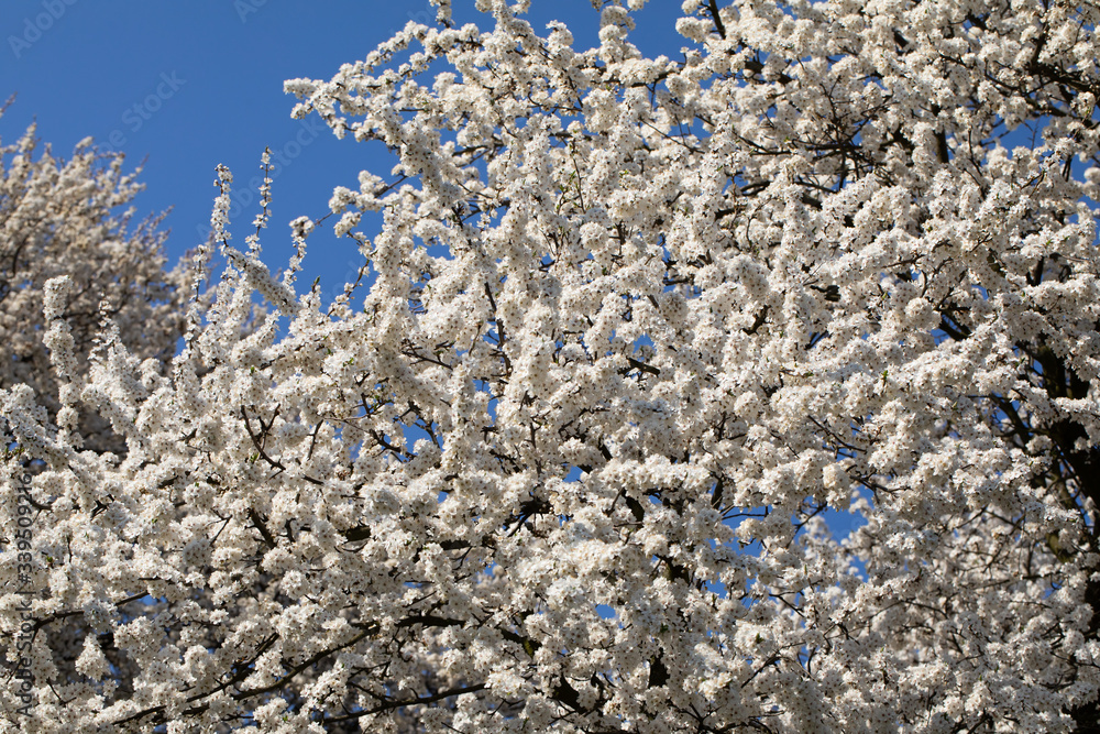 Mirabelle plum in the spring is often showered with a million white flowers. Mirabelle plum in the spring is often showered with a million white flowers.