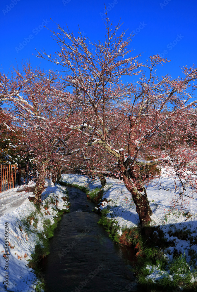April snowfall cherry blossoms tree from Awara River in Oshino Hakkai Japan 04/14/2020 April snowfall cherry blossoms tree from Awara River in Oshino Hakkai Japan 04/14/2020