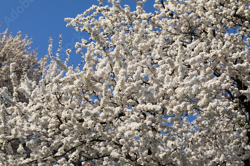 Mirabelle plum in the spring is often showered with a million white flowers.
