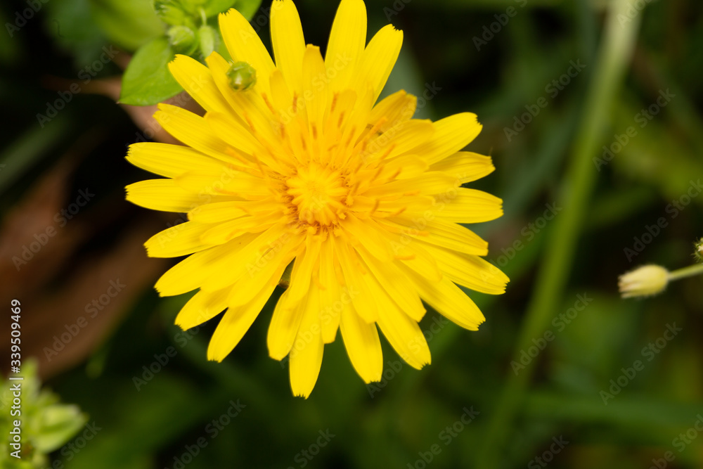 dandelion dandelion