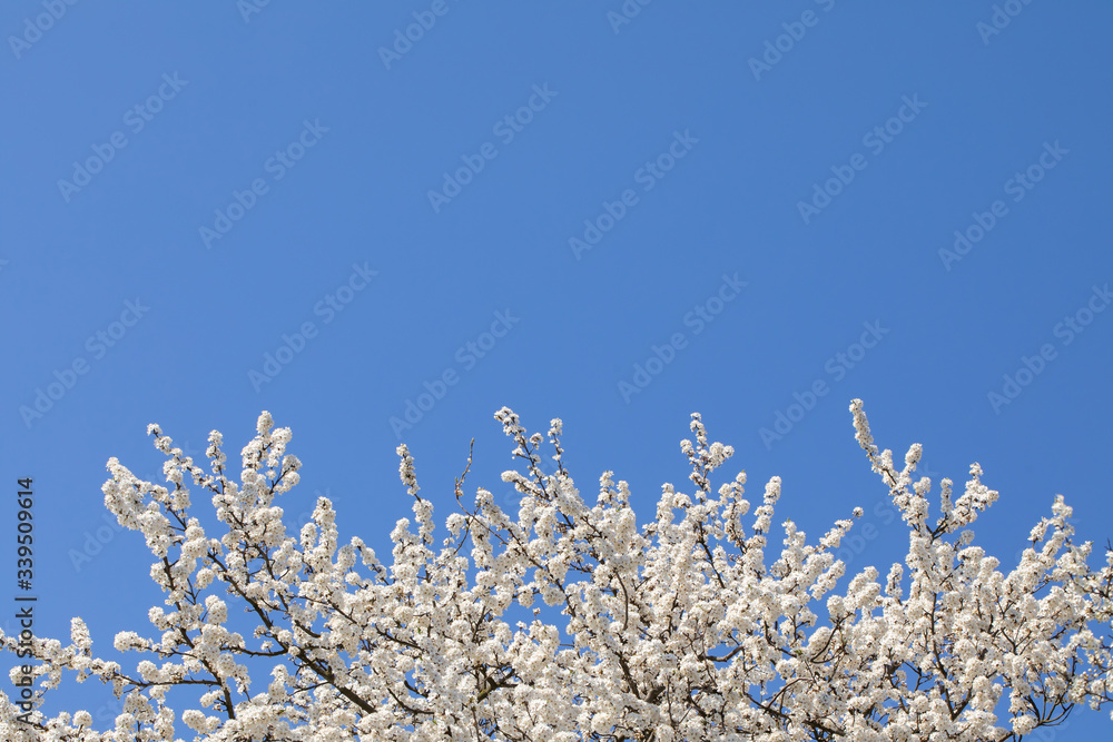 Mirabelle plum in the spring is often showered with a million white flowers. Mirabelle plum in the spring is often showered with a million white flowers.