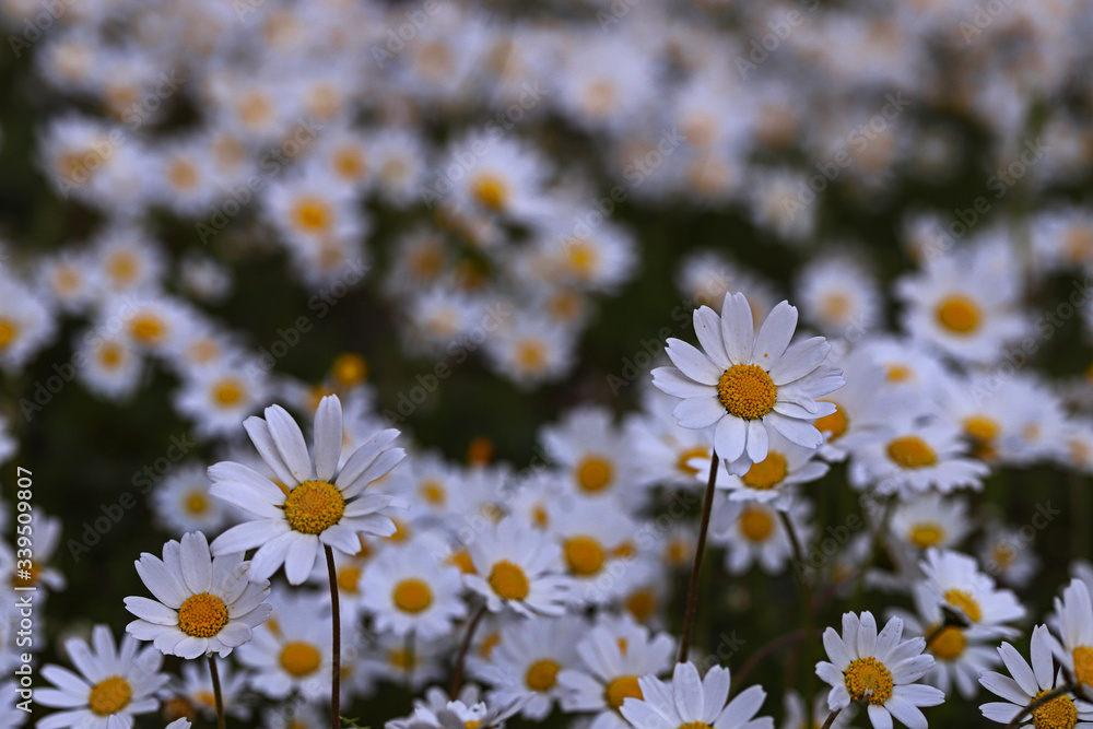 Beautiful wild flower white daisy