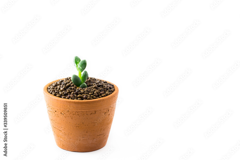Portulacaria Afra : cactus a kind of succulent in plastic pot on white background Portulacaria Afra : cactus a kind of succulent in plastic pot on white background