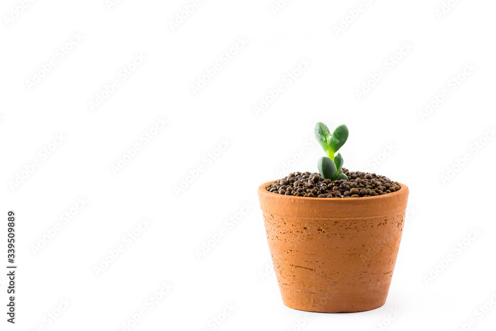 Portulacaria Afra : cactus a kind of succulent in plastic pot on white background Portulacaria Afra : cactus a kind of succulent in plastic pot on white background