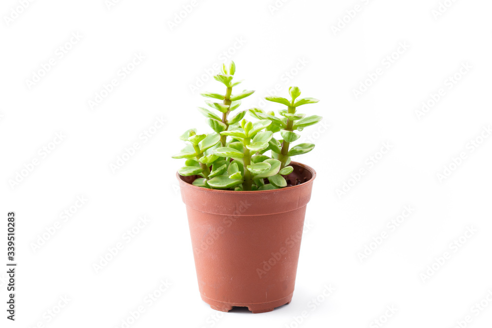 Portulacaria Afra : cactus a kind of succulent in plastic pot on white background Portulacaria Afra : cactus a kind of succulent in plastic pot on white background