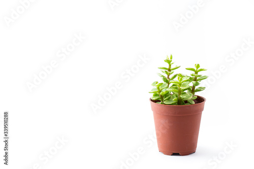 Portulacaria Afra : cactus a kind of succulent in plastic pot on white background