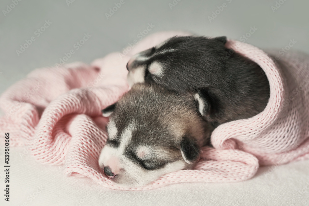 Newborn Siberian Husky puppy age of 1 days. Husky Dog Breeding. Concept of veterinary medicine, zoo clinic, veterinary clinic. Dog puppies sleep. Zoo hotel. Animal hotel. Goods for pets Newborn Siberian Husky puppy age of 1 days. Husky Dog Breeding. Concept of veterinary medicine, zoo clinic, veterinary clinic. Dog puppies sleep. Zoo hotel. Animal hotel. Goods for pets