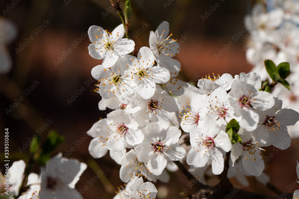 To a large extent, the mirabelle plum blossom during the spring blossom. To a large extent, the mirabelle plum blossom during the spring blossom.