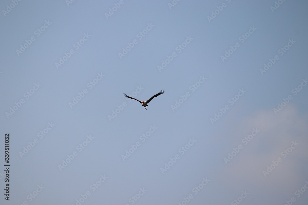 Painted Stork in flight