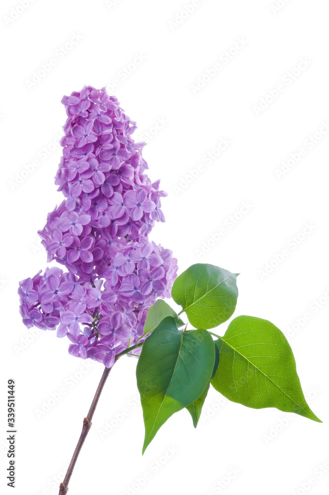 Fototapeta premium Purple lilac branch on white. Bunch of fresh blooming Violet lilac flowers isolated on white background. Studio shot