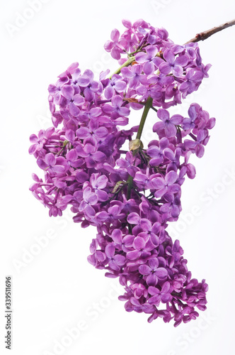 Purple lilac branch on white. Bunch of fresh blooming Violet lilac flowers isolated on white background. Studio shot