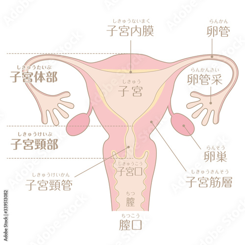 子宮イラスト_文字あり