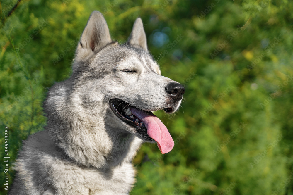 Close up portrait of cute gray husky dog, screwing up its eyes and smiling with tongue outside. Green trees background summer time