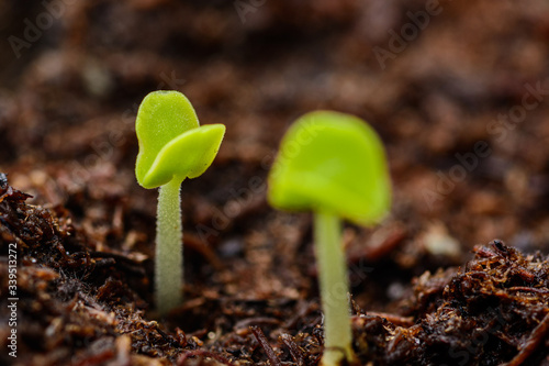 Two green basil sprouts shortly after sprouting from the ground