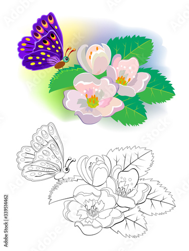 Colorful and black and white pattern for coloring book. Illustration of jasmine flowers and butterfly in the spring garden. Greetings with women day. Worksheet for children and adults. Exercise book.