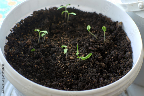 Young shoots of germinated tomato