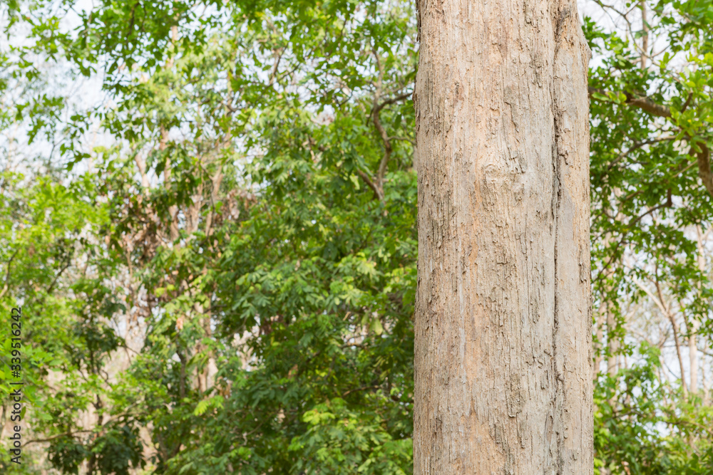 Obraz premium Teak tree in the forest