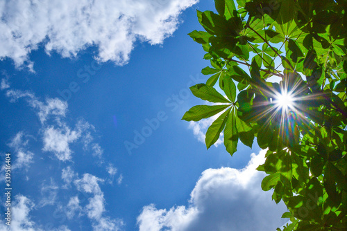 green leaves against blue sky