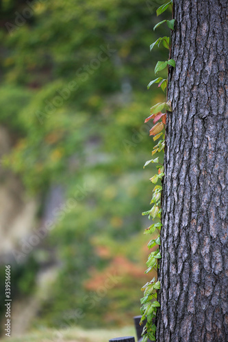 tree with moss