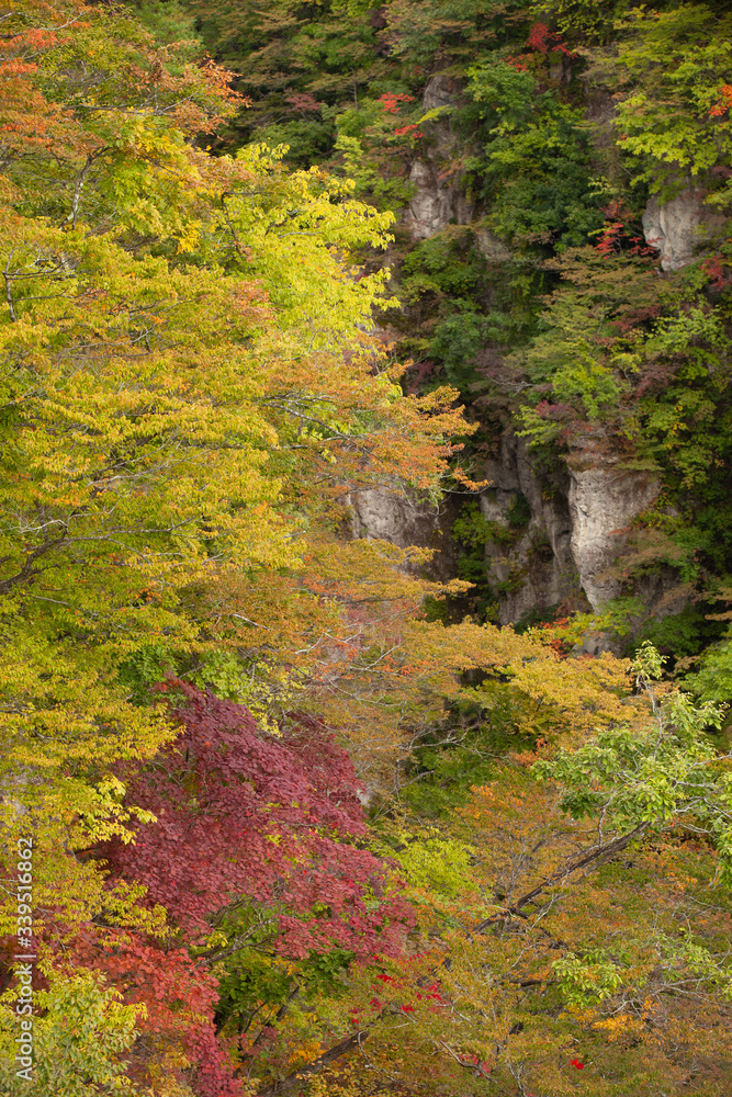 Autumn leaves on the cliff