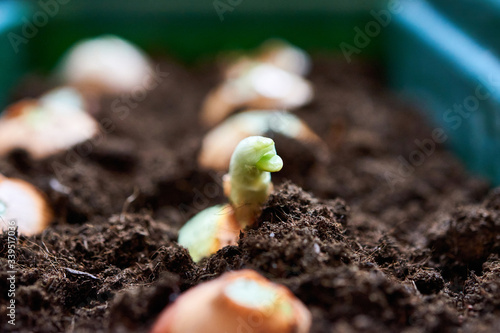 Sprouting onion from the ground