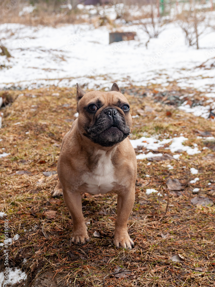 Red-haired French bulldog on winter walk