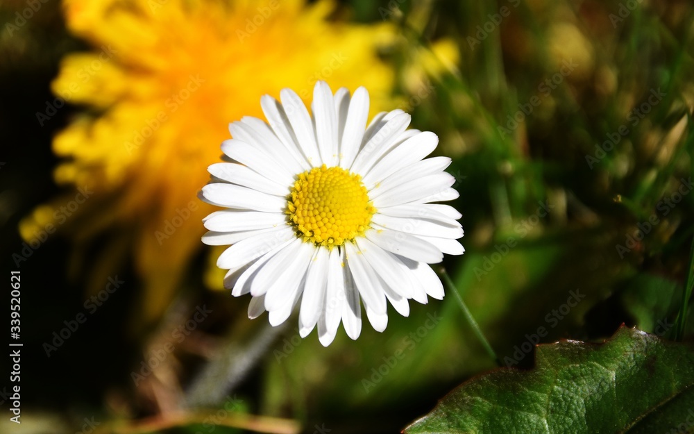 Fototapeta premium DAISY IN THE GARDEN
