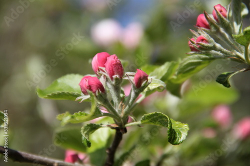 White fresh apple tree bud fertile blossom