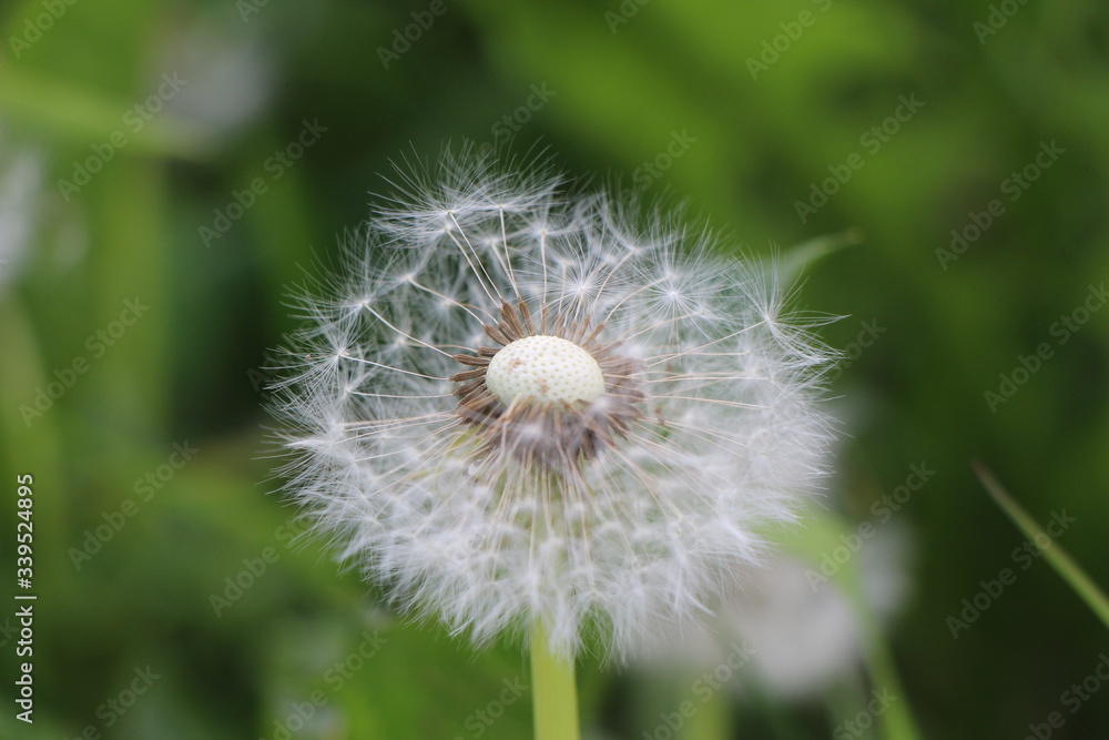 Partially blown away achenes with pappus on the blowball of the single dandelion Partially blown away achenes with pappus on the blowball of the single dandelion