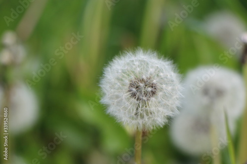 Fototapeta Naklejka Na Ścianę i Meble -  Achenes with white pappus on the blowball of the single dandelion