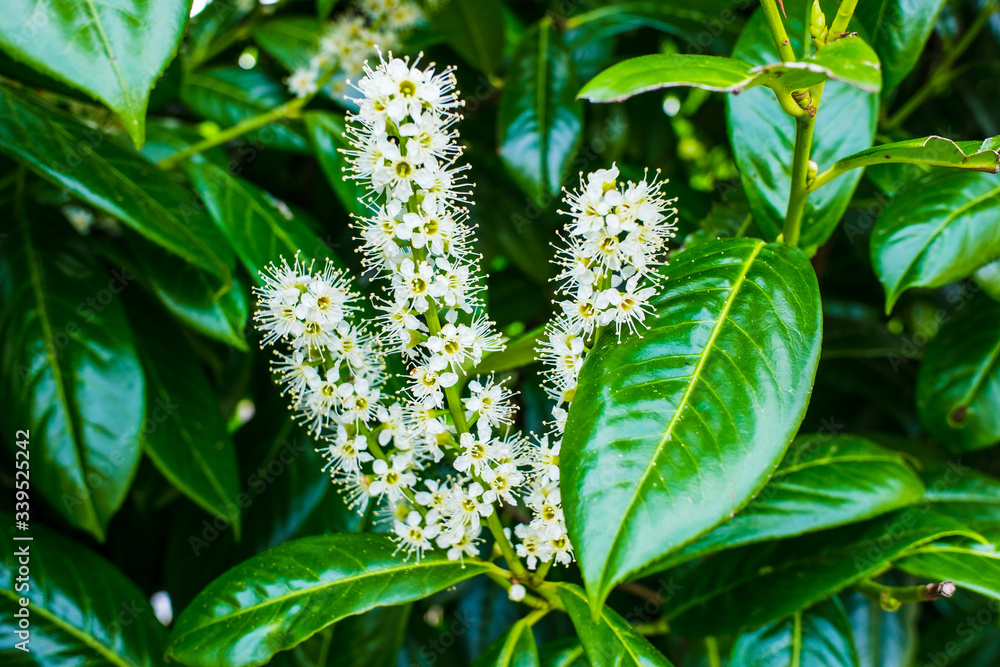 Φωτογραφία leaves and buds of English laurel,close-up of a flowering hedge