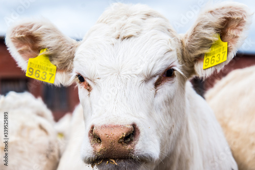 Fotografie A cow and a bull stand in a camp on a large rural farm