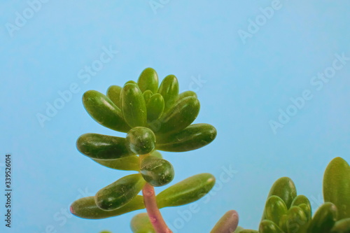 Beautiful geometrical Green Succulent Jelly bean plant on a pastel background (Sedum rubrotinctum)
 photo