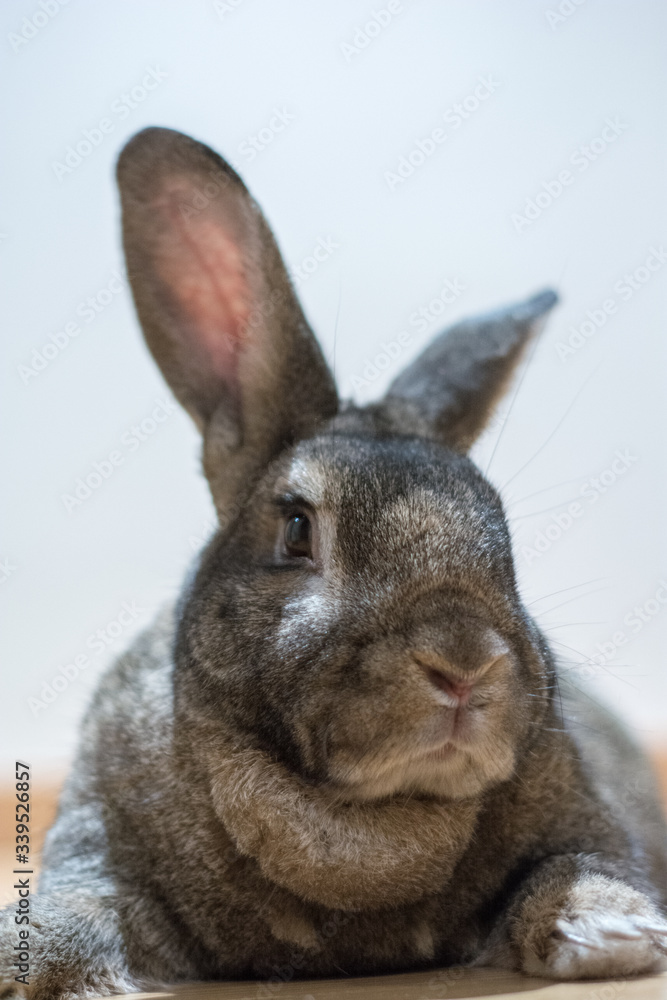 Obraz premium Front portrait of fluffy rabbit