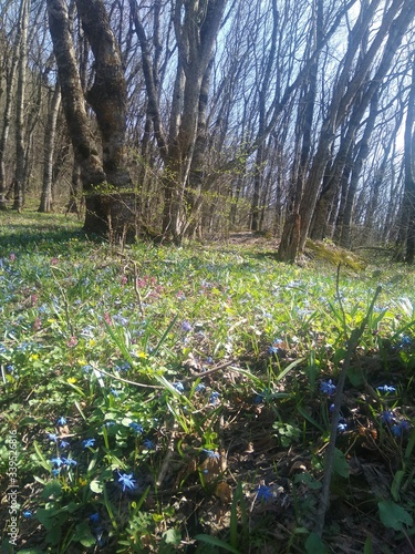 Fototapeta Naklejka Na Ścianę i Meble -  spring in the woods
