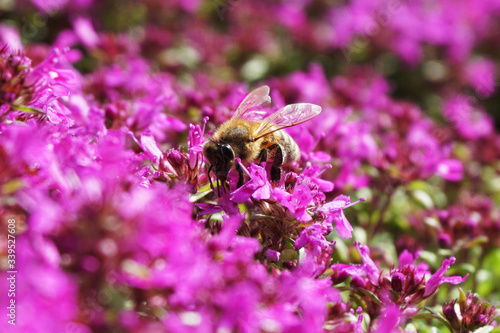the sum bee © MarjaLeonie