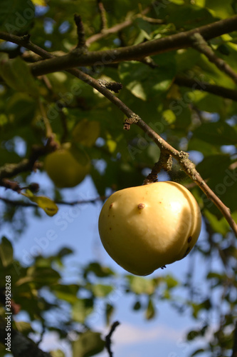 Ripe juicy yellow apple in a fruit summer garden