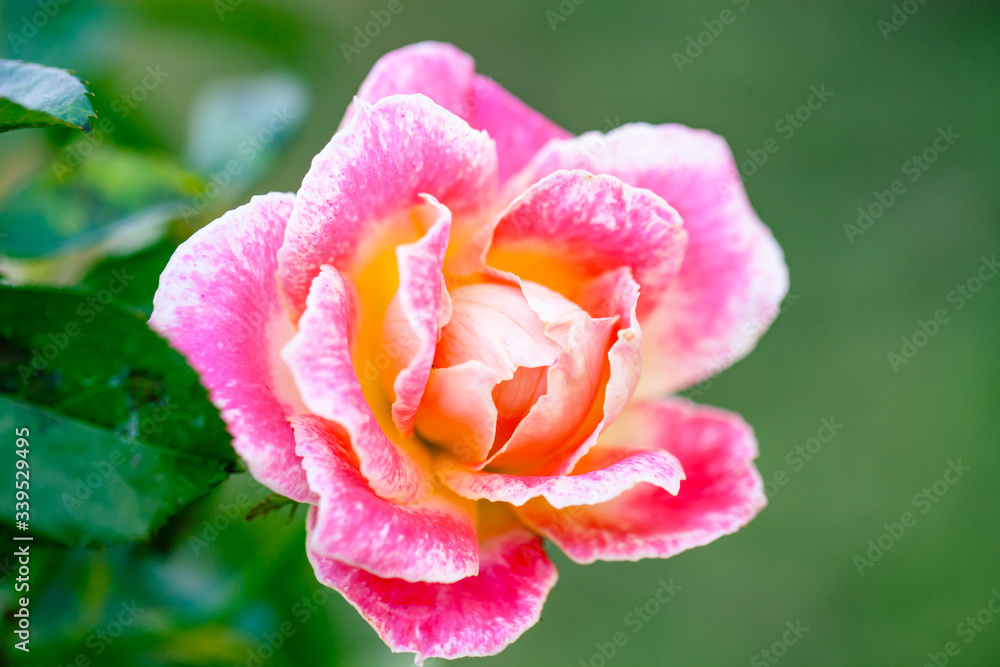 rose / ピンクの複色模様のバラ ピンクレディラッフル