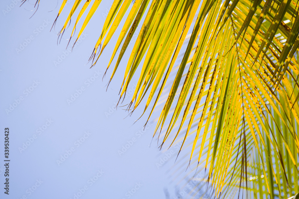 Obraz premium palm leaves as a background