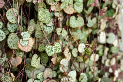 heart-shaped leaves