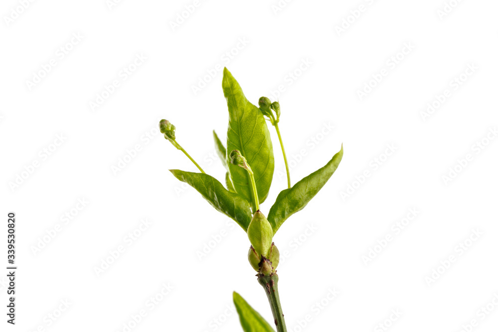 Obraz premium Leaves and buds isolated on white background. Macro.