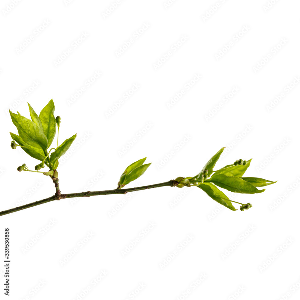 Leaves and buds isolated on white background. Macro. Leaves and buds isolated on white background. Macro.