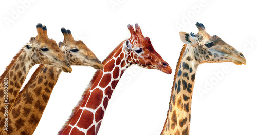 Photography South African giraffe (G