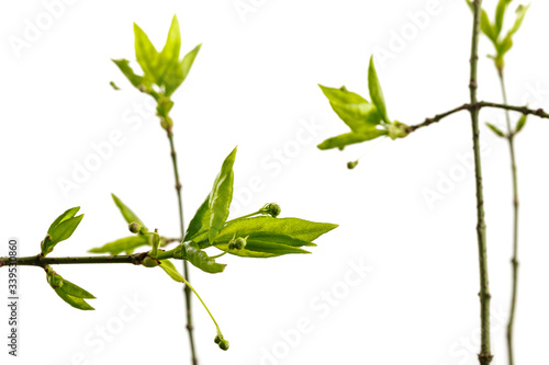 Leaves and buds isolated on white background. Macro.