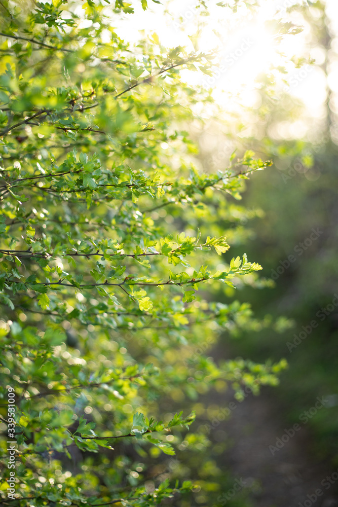 Fototapeta premium Grün