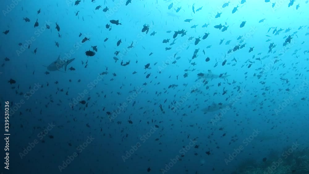Grey reef sharks swimming through schools of small fish in deep blue water Grey reef sharks swimming through schools of small fish in deep blue water